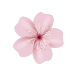 dermasilk image
